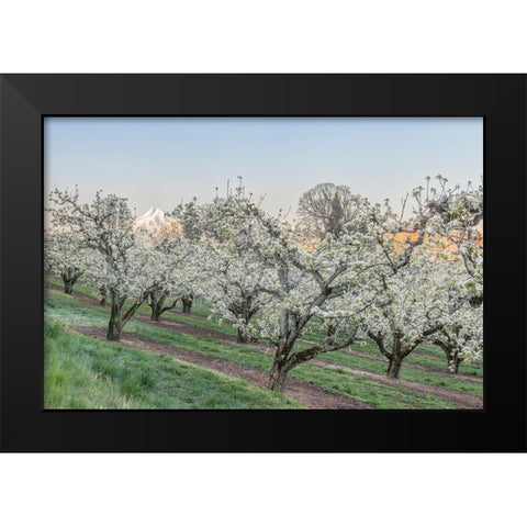 Oregon-Hood River Cherry orchard and Mt Hood Black Modern Wood Framed Art Print by Tilley, Rob