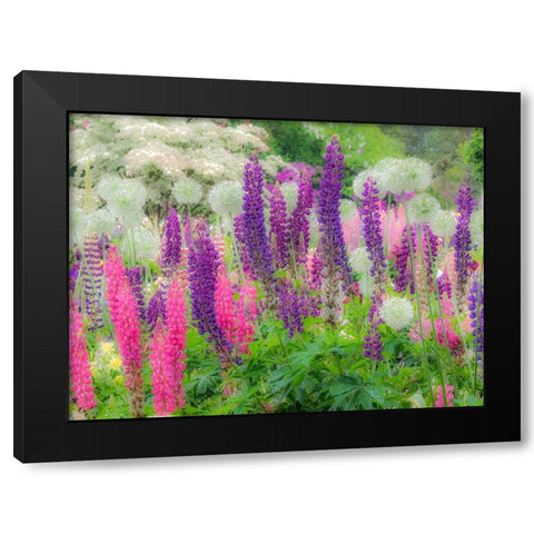 Oregon-Salem-Garden planted with Russel Lupine and Allum Black Modern Wood Framed Art Print with Double Matting by Gulin, Sylvia