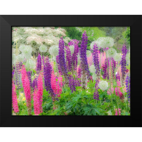 Oregon-Salem-Garden planted with Russel Lupine and Allum Black Modern Wood Framed Art Print by Gulin, Sylvia