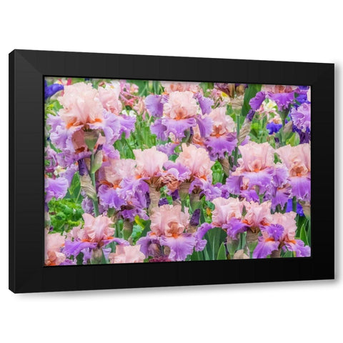 Oregon-Salem-Bearded Iris springtime bloom Black Modern Wood Framed Art Print with Double Matting by Gulin, Sylvia