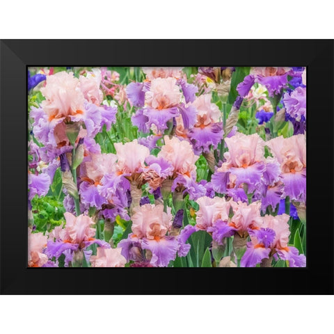 Oregon-Salem-Bearded Iris springtime bloom Black Modern Wood Framed Art Print by Gulin, Sylvia