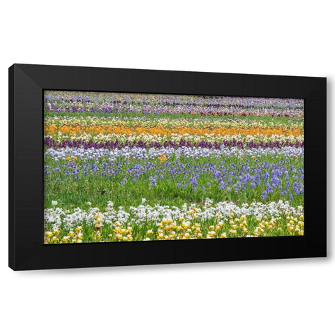 Oregon-Salem Bearded Iris grown in field Black Modern Wood Framed Art Print with Double Matting by Gulin, Sylvia