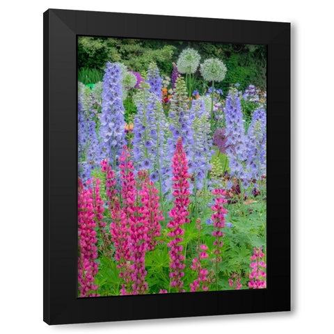 Oregon-Salem springtime garden with Lupine-Allum and Delphinium Black Modern Wood Framed Art Print by Gulin, Sylvia