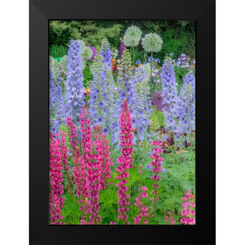 Oregon-Salem springtime garden with Lupine-Allum and Delphinium Black Modern Wood Framed Art Print by Gulin, Sylvia