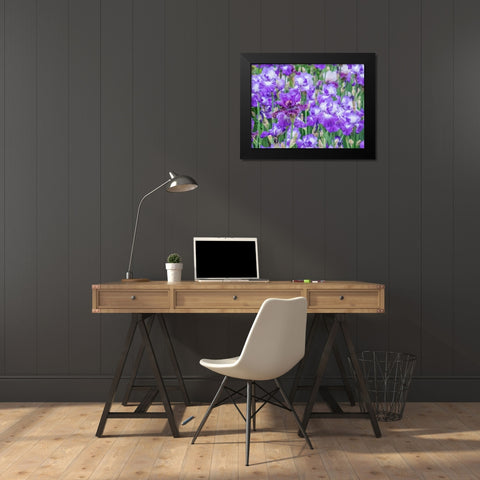 Oregon-Salem-Bearded Iris springtime bloom Black Modern Wood Framed Art Print by Gulin, Sylvia