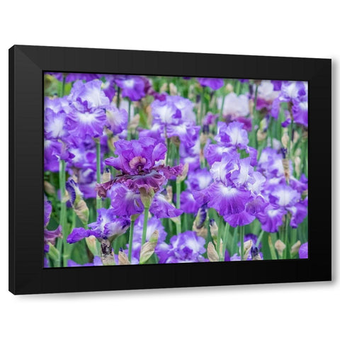 Oregon-Salem-Bearded Iris springtime bloom Black Modern Wood Framed Art Print by Gulin, Sylvia