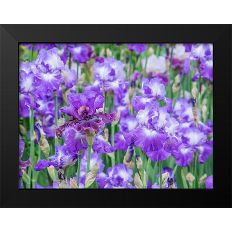Oregon-Salem-Bearded Iris springtime bloom Black Modern Wood Framed Art Print by Gulin, Sylvia