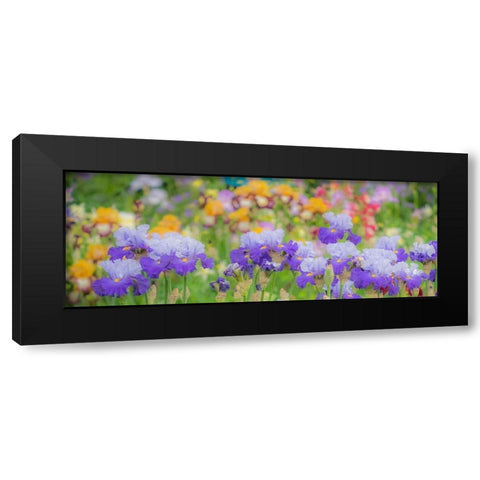 Oregon-Salem-Bearded Iris springtime bloom Black Modern Wood Framed Art Print by Gulin, Sylvia