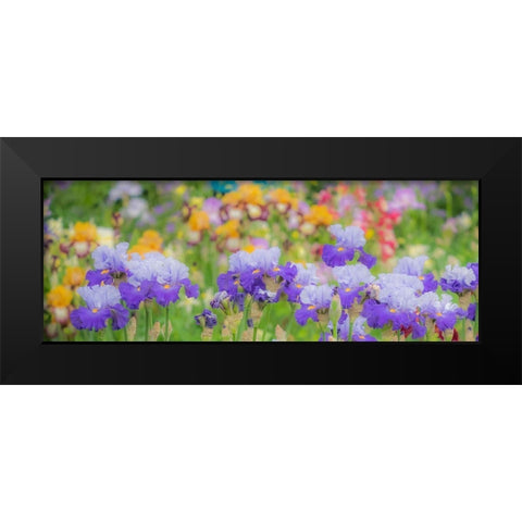Oregon-Salem-Bearded Iris springtime bloom Black Modern Wood Framed Art Print by Gulin, Sylvia