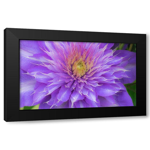 Oregon-Salem close-up of purple blooming Clematis flower Black Modern Wood Framed Art Print by Gulin, Sylvia
