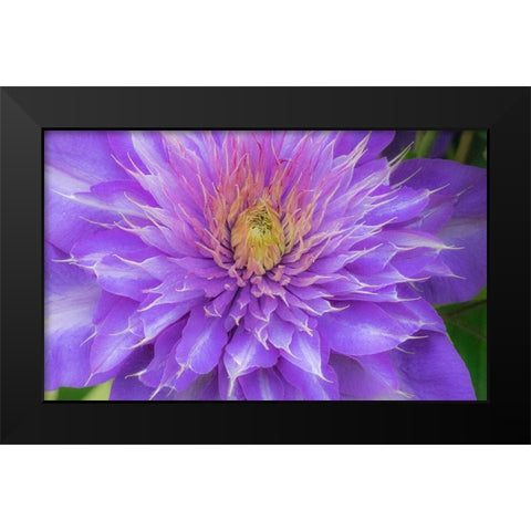 Oregon-Salem close-up of purple blooming Clematis flower Black Modern Wood Framed Art Print by Gulin, Sylvia