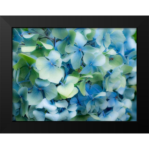 Oregon-Cannon Beach-Northwest Hydrangea blossom Black Modern Wood Framed Art Print by Gulin, Sylvia