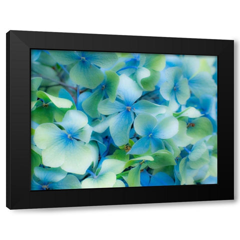 Oregon-Cannon Beach-Northwest Hydrangea blossom Black Modern Wood Framed Art Print by Gulin, Sylvia