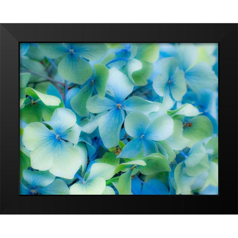 Oregon-Cannon Beach-Northwest Hydrangea blossom Black Modern Wood Framed Art Print by Gulin, Sylvia