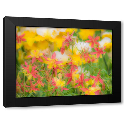 Oregon-Salem-Columbine in display garden Black Modern Wood Framed Art Print with Double Matting by Gulin, Sylvia
