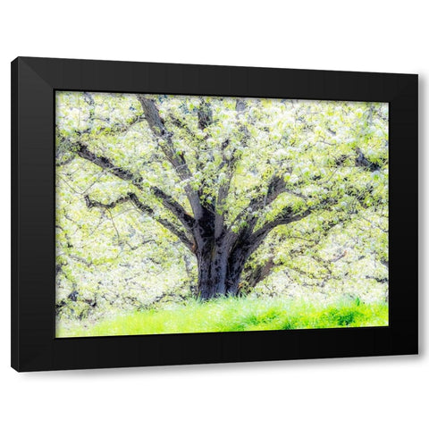 Oregon-Hood River-spring blooming apple tree orchard Black Modern Wood Framed Art Print with Double Matting by Gulin, Sylvia