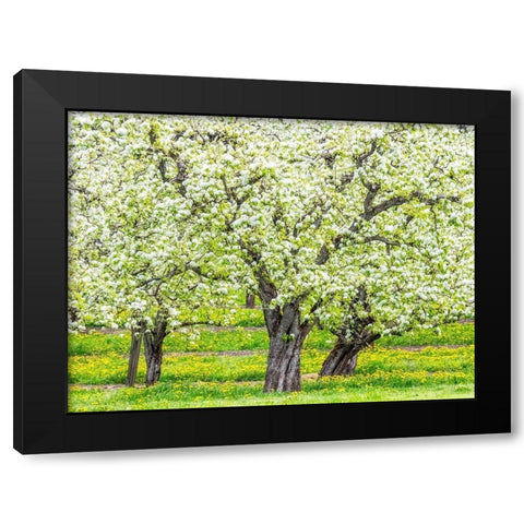 Oregon-Hood River-spring blooming apple tree orchard Black Modern Wood Framed Art Print by Gulin, Sylvia