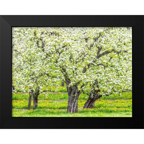 Oregon-Hood River-spring blooming apple tree orchard Black Modern Wood Framed Art Print by Gulin, Sylvia