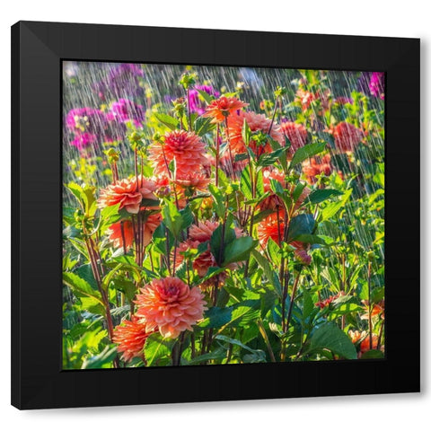 Oregon-Canby-Swam Island Dahlias-water coming down on flowers Black Modern Wood Framed Art Print by Gulin, Sylvia