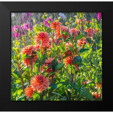 Oregon-Canby-Swam Island Dahlias-water coming down on flowers Black Modern Wood Framed Art Print by Gulin, Sylvia