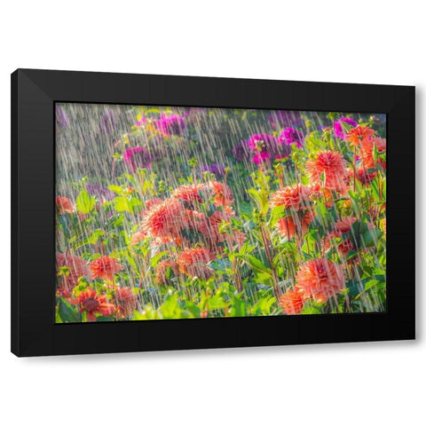 Oregon-Canby-Swam Island Dahlias-water coming down on flowers Black Modern Wood Framed Art Print with Double Matting by Gulin, Sylvia