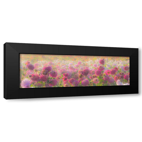 Oregon-Canby-Swam Island Dahlias-water coming down on flowers Black Modern Wood Framed Art Print by Gulin, Sylvia
