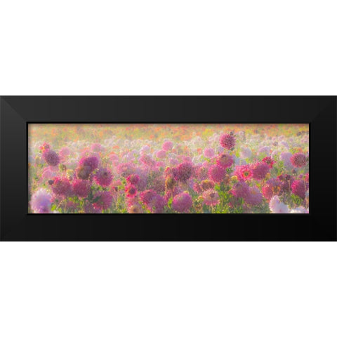 Oregon-Canby-Swam Island Dahlias-water coming down on flowers Black Modern Wood Framed Art Print by Gulin, Sylvia