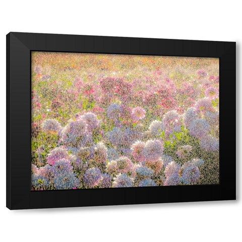 Oregon-Canby-Swam Island Dahlias-water coming down on flowers Black Modern Wood Framed Art Print with Double Matting by Gulin, Sylvia