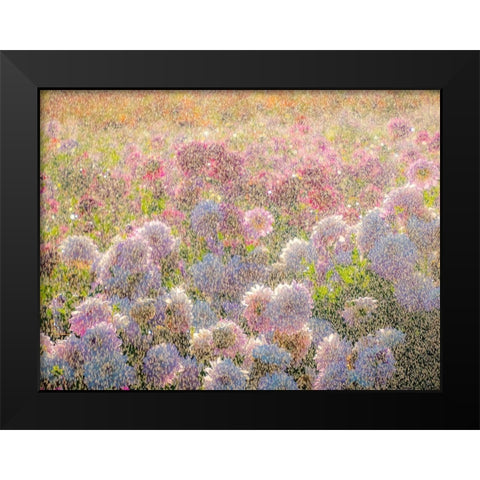 Oregon-Canby-Swam Island Dahlias-water coming down on flowers Black Modern Wood Framed Art Print by Gulin, Sylvia