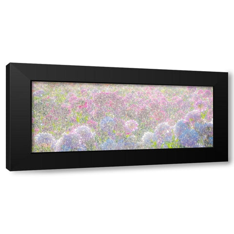 Oregon-Canby-Swam Island Dahlias-water coming down on flowers Black Modern Wood Framed Art Print by Gulin, Sylvia