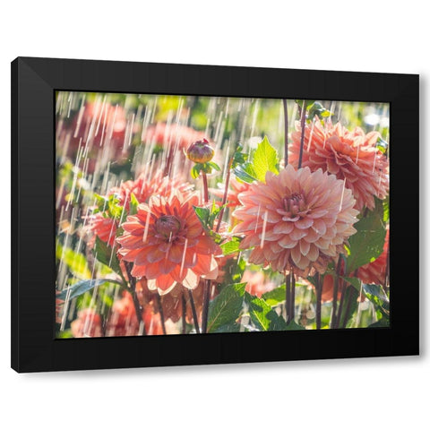 Oregon-Canby-Swam Island Dahlias-water coming down on flowers Black Modern Wood Framed Art Print by Gulin, Sylvia