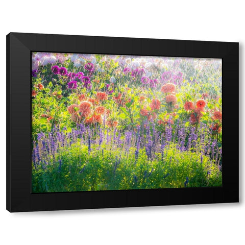 Oregon-Canby-Swam Island Dahlias-water coming down on flowers Black Modern Wood Framed Art Print by Gulin, Sylvia