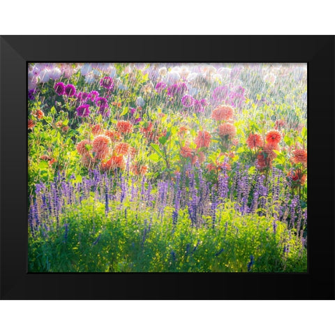 Oregon-Canby-Swam Island Dahlias-water coming down on flowers Black Modern Wood Framed Art Print by Gulin, Sylvia