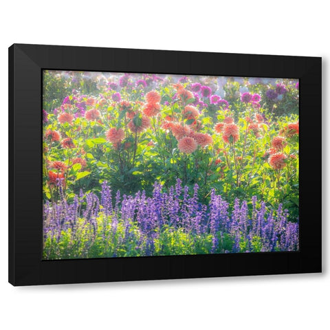 Oregon-Canby-Swam Island Dahlias-water coming down on flowers Black Modern Wood Framed Art Print with Double Matting by Gulin, Sylvia