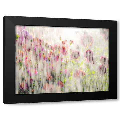 Oregon-Canby-Swam Island Dahlias-water coming down on flowers Black Modern Wood Framed Art Print with Double Matting by Gulin, Sylvia