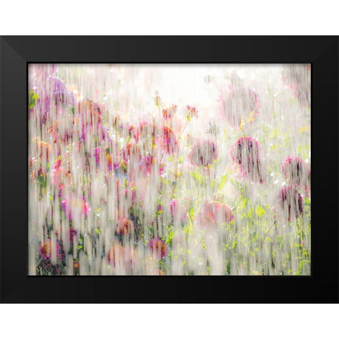 Oregon-Canby-Swam Island Dahlias-water coming down on flowers Black Modern Wood Framed Art Print by Gulin, Sylvia