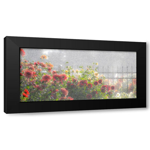 Oregon-Canby-Swam Island Dahlias-water coming down on flowers Black Modern Wood Framed Art Print by Gulin, Sylvia