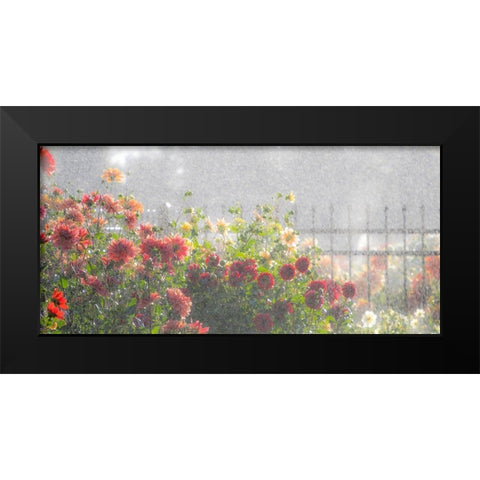Oregon-Canby-Swam Island Dahlias-water coming down on flowers Black Modern Wood Framed Art Print by Gulin, Sylvia
