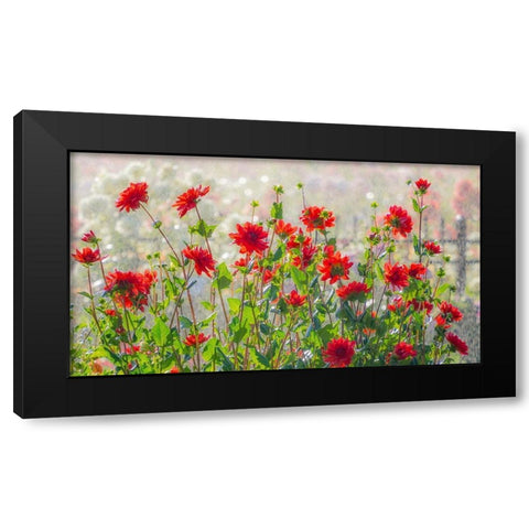 Oregon-Canby-Swam Island Dahlias-water coming down on flowers Black Modern Wood Framed Art Print with Double Matting by Gulin, Sylvia