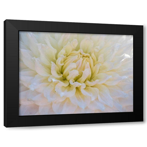 Oregon-Canby-Swam Island Dahlias-Dahlia flower close-ups Black Modern Wood Framed Art Print with Double Matting by Gulin, Sylvia