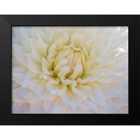 Oregon-Canby-Swam Island Dahlias-Dahlia flower close-ups Black Modern Wood Framed Art Print by Gulin, Sylvia