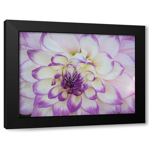 Oregon-Canby-Swam Island Dahlias-Dahlia flower close-ups Black Modern Wood Framed Art Print with Double Matting by Gulin, Sylvia