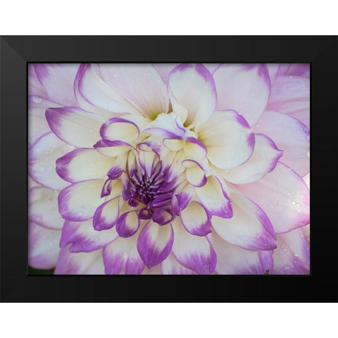 Oregon-Canby-Swam Island Dahlias-Dahlia flower close-ups Black Modern Wood Framed Art Print by Gulin, Sylvia