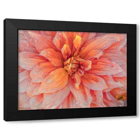 Oregon-Canby-Swam Island Dahlias-Dahlia flower close-ups Black Modern Wood Framed Art Print by Gulin, Sylvia