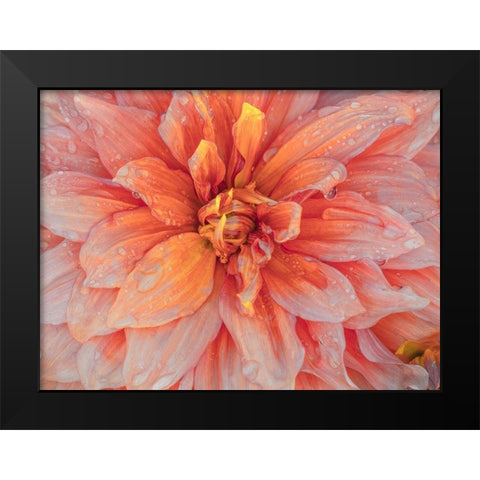Oregon-Canby-Swam Island Dahlias-Dahlia flower close-ups Black Modern Wood Framed Art Print by Gulin, Sylvia