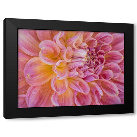 Oregon-Canby-Swam Island Dahlias-Dahlia flower close-ups Black Modern Wood Framed Art Print with Double Matting by Gulin, Sylvia