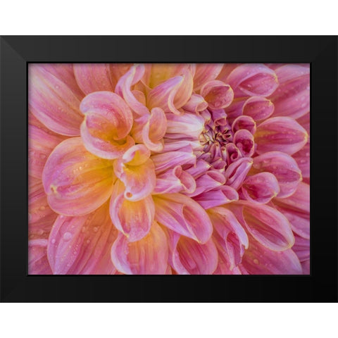 Oregon-Canby-Swam Island Dahlias-Dahlia flower close-ups Black Modern Wood Framed Art Print by Gulin, Sylvia