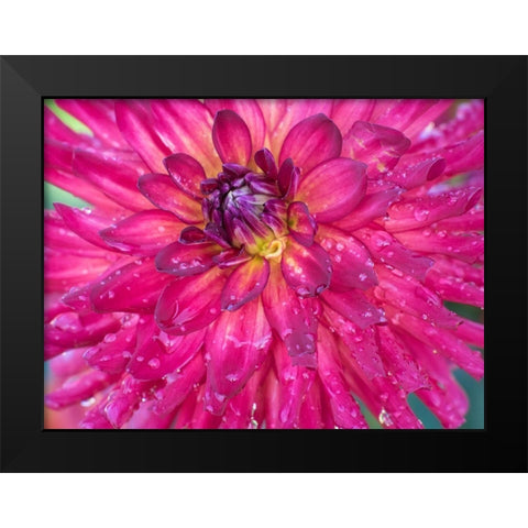 Oregon-Canby-Swam Island Dahlias-Dahlia flower close-ups Black Modern Wood Framed Art Print by Gulin, Sylvia