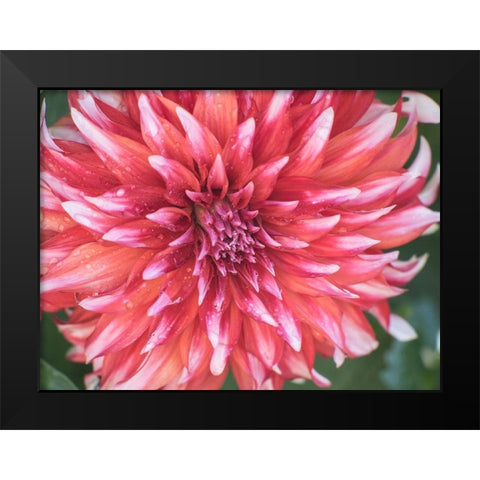 Oregon-Canby-Swam Island Dahlias-Dahlia flower close-ups Black Modern Wood Framed Art Print by Gulin, Sylvia
