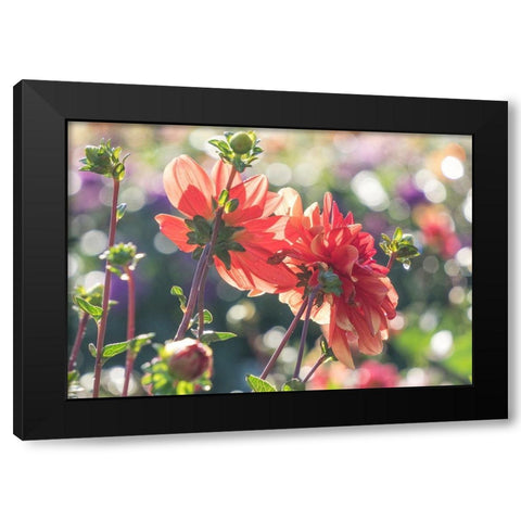 Oregon-Canby-Swam Island Dahlias-Dahlia flower garden in full color Black Modern Wood Framed Art Print with Double Matting by Gulin, Sylvia